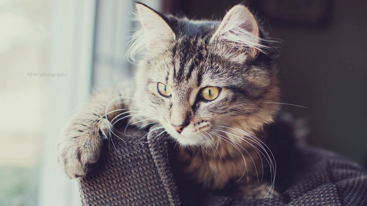 Wallpaper cat, fluffy, face, eyes