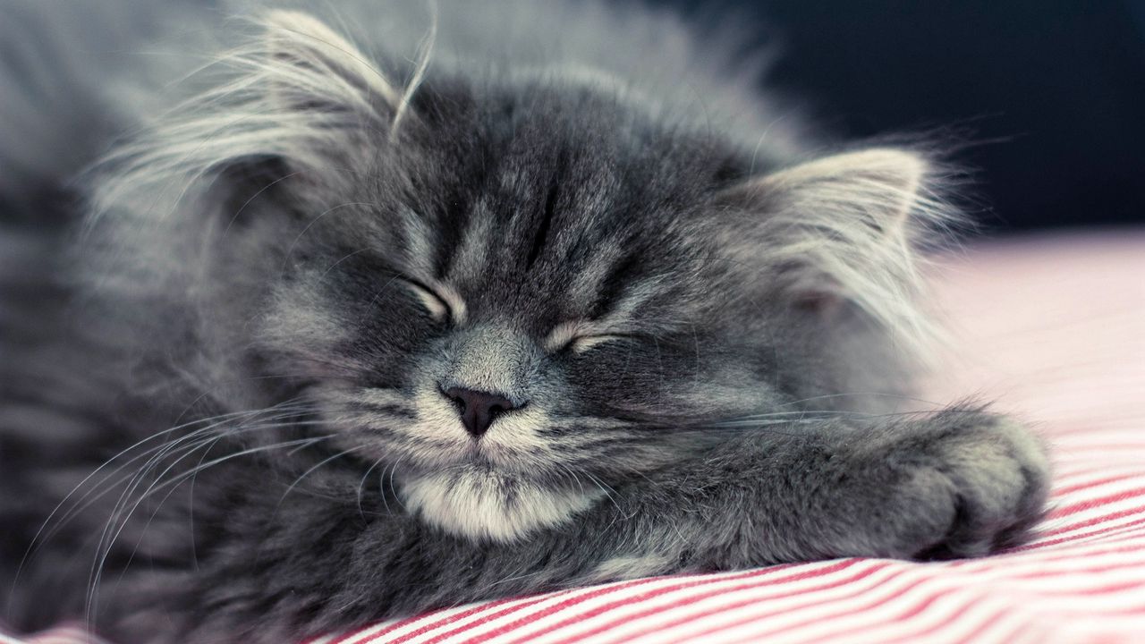 Wallpaper cat, fluffy, face, sleep