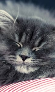 Preview wallpaper cat, fluffy, face, sleep