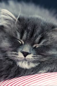 Preview wallpaper cat, fluffy, face, sleep