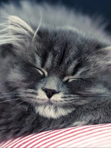 Preview wallpaper cat, fluffy, face, sleep