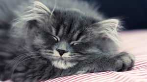 Preview wallpaper cat, fluffy, face, sleep