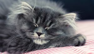 Preview wallpaper cat, fluffy, face, sleep