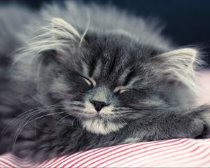 Preview wallpaper cat, fluffy, face, sleep