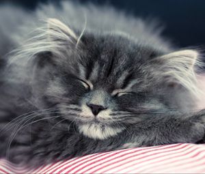 Preview wallpaper cat, fluffy, face, sleep
