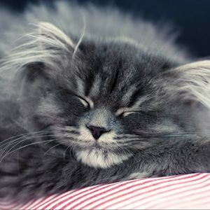 Preview wallpaper cat, fluffy, face, sleep