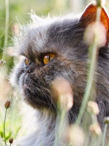 Preview wallpaper cat, fluffy, flowers