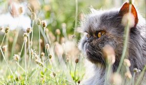 Preview wallpaper cat, fluffy, flowers