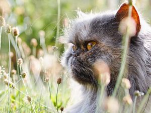 Preview wallpaper cat, fluffy, flowers