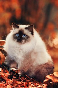 Preview wallpaper cat, fluffy, foliage, autumn