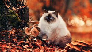 Preview wallpaper cat, fluffy, foliage, autumn