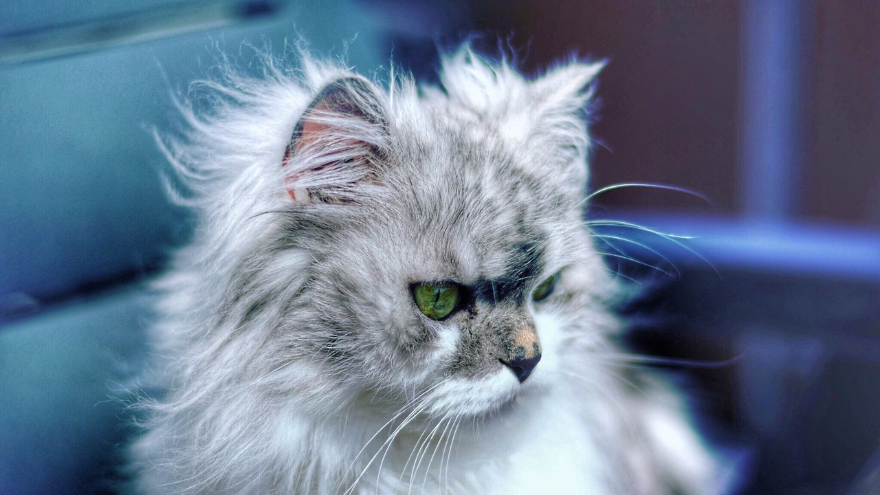 Wallpaper cat, fluffy, funny