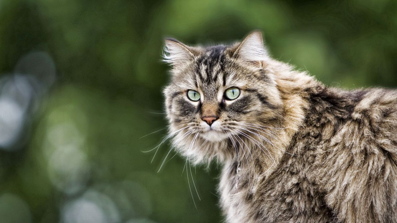 Wallpaper cat, fluffy, fur, look