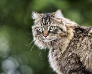 Preview wallpaper cat, fluffy, fur, look