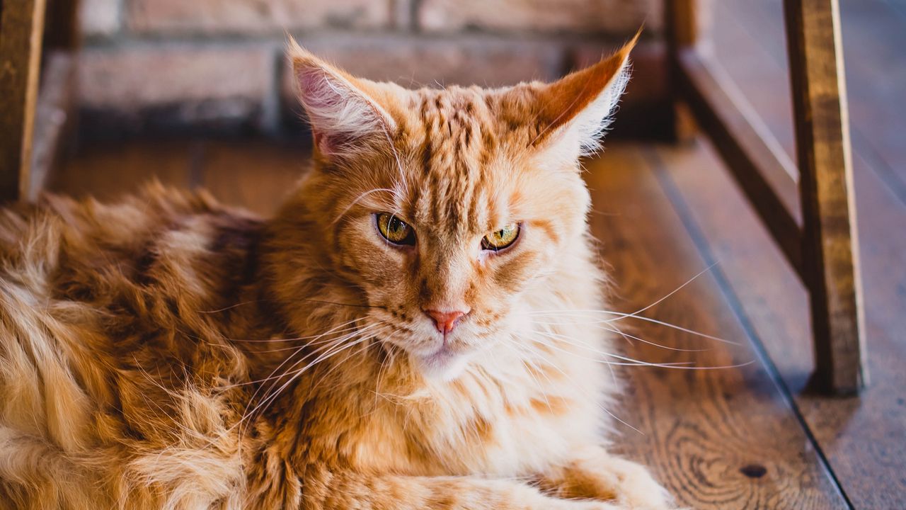 Wallpaper cat, fluffy, ginger cat, lying