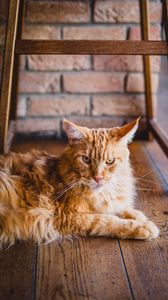 Preview wallpaper cat, fluffy, ginger cat, lying