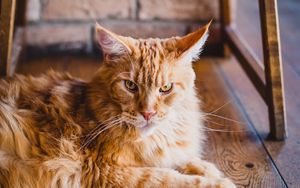 Preview wallpaper cat, fluffy, ginger cat, lying