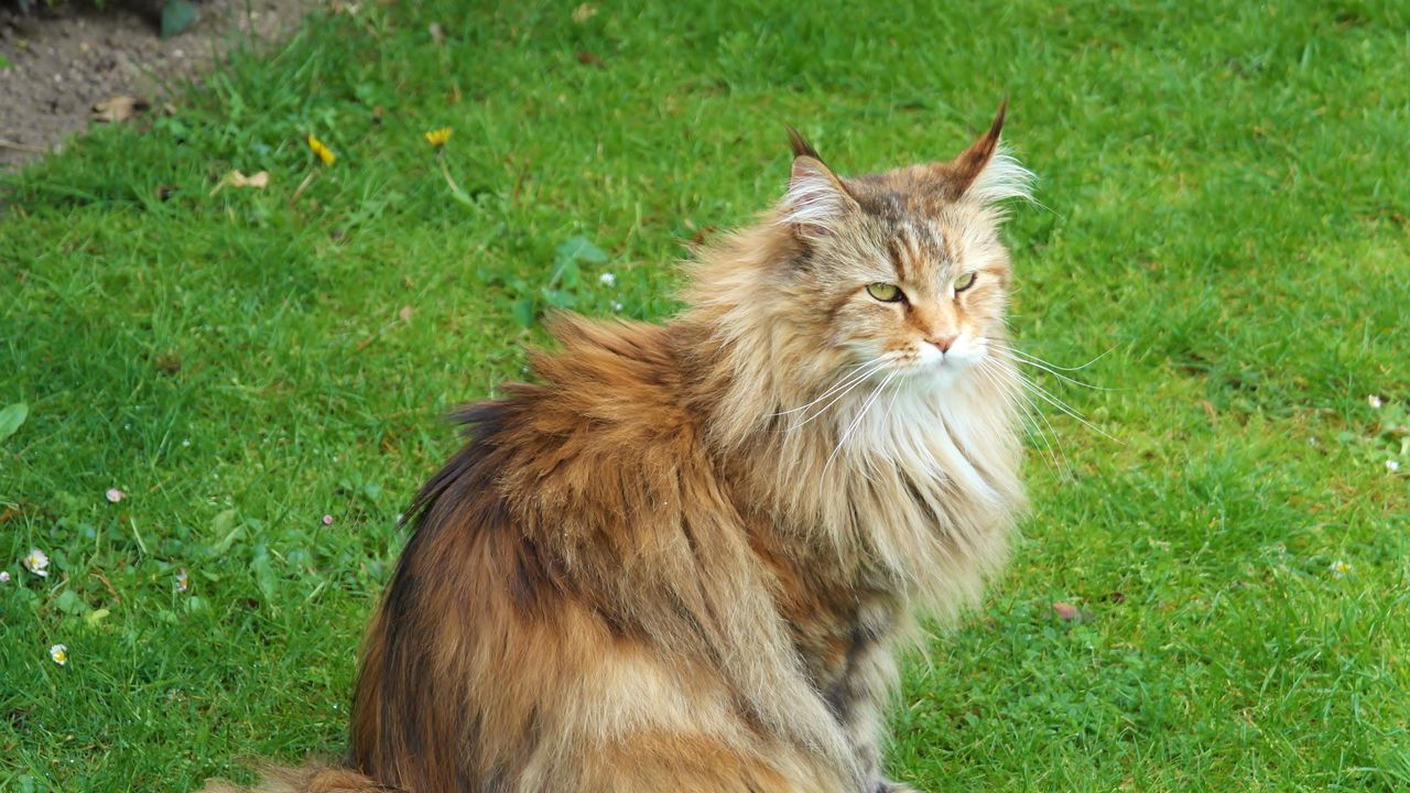 Wallpaper cat, fluffy, grass, sit