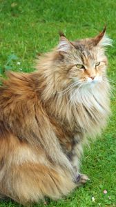 Preview wallpaper cat, fluffy, grass, sit