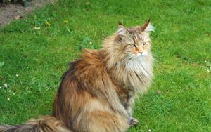 Preview wallpaper cat, fluffy, grass, sit