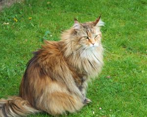 Preview wallpaper cat, fluffy, grass, sit