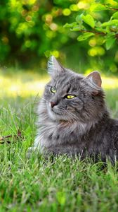 Preview wallpaper cat, fluffy, grass, sunlight, rest