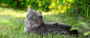 Preview wallpaper cat, fluffy, grass, sunlight, rest