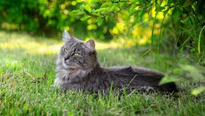 Preview wallpaper cat, fluffy, grass, sunlight, rest