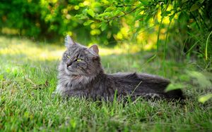 Preview wallpaper cat, fluffy, grass, sunlight, rest