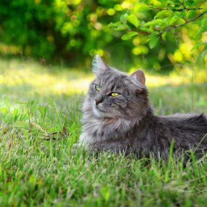 Preview wallpaper cat, fluffy, grass, sunlight, rest