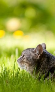 Preview wallpaper cat, fluffy, grass, lie down, face