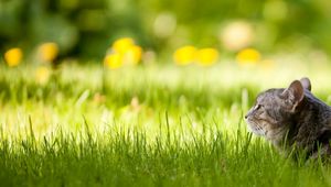 Preview wallpaper cat, fluffy, grass, lie down, face