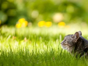 Preview wallpaper cat, fluffy, grass, lie down, face