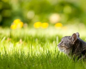 Preview wallpaper cat, fluffy, grass, lie down, face