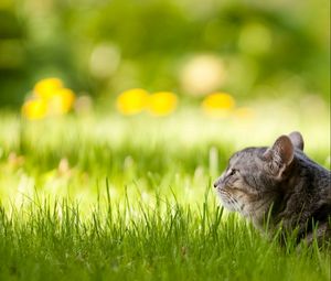 Preview wallpaper cat, fluffy, grass, lie down, face