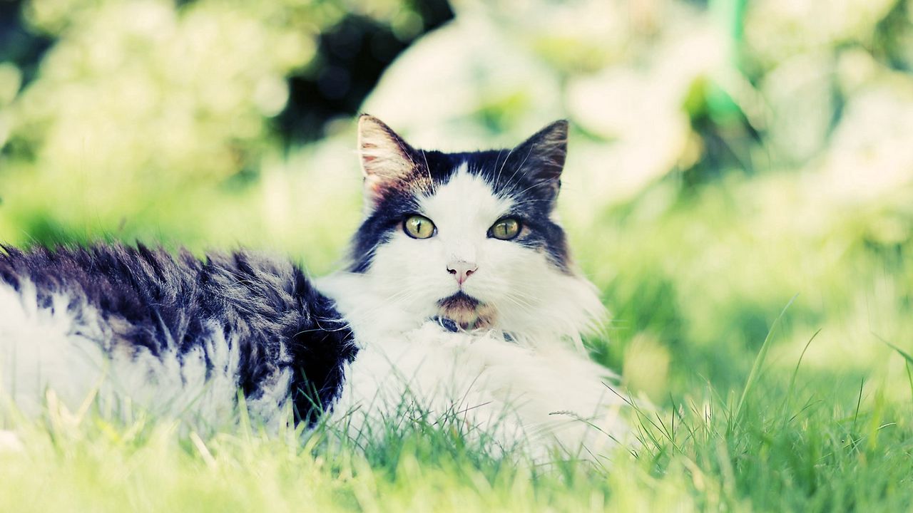 Wallpaper cat, fluffy, grass, sit, fear, anticipation