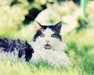 Preview wallpaper cat, fluffy, grass, sit, fear, anticipation