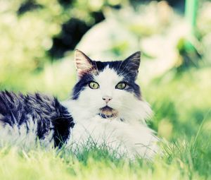 Preview wallpaper cat, fluffy, grass, sit, fear, anticipation