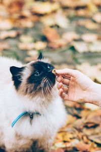 Preview wallpaper cat, fluffy, hand, care