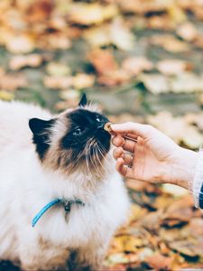 Preview wallpaper cat, fluffy, hand, care