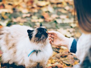 Preview wallpaper cat, fluffy, hand, care