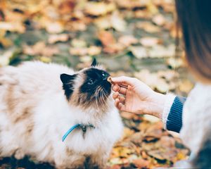 Preview wallpaper cat, fluffy, hand, care