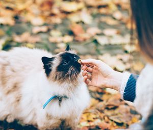 Preview wallpaper cat, fluffy, hand, care