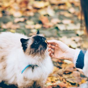 Preview wallpaper cat, fluffy, hand, care