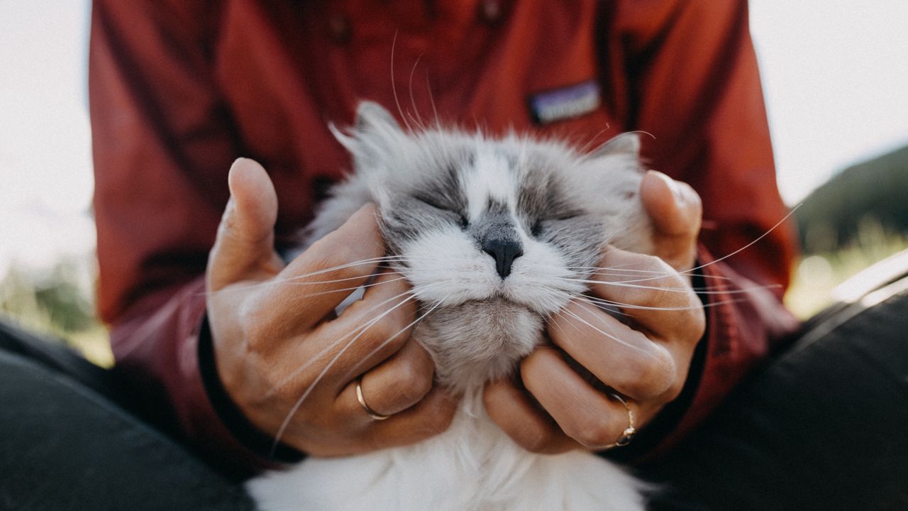 Wallpaper cat, fluffy, hands, tenderness
