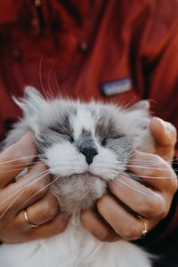 Preview wallpaper cat, fluffy, hands, tenderness