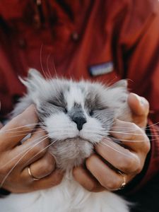 Preview wallpaper cat, fluffy, hands, tenderness