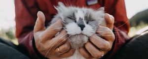 Preview wallpaper cat, fluffy, hands, tenderness