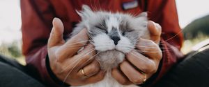 Preview wallpaper cat, fluffy, hands, tenderness