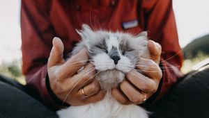 Preview wallpaper cat, fluffy, hands, tenderness